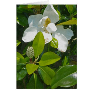 Blomma som bär fruktt OBS kort