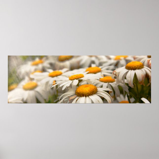 Blomma - Tusenskönor - Inte riktigt fräsch som en  Poster (Framsidan)