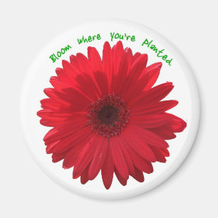 Blomma var du är den planterade magneten magnet