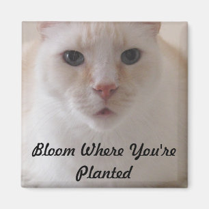Blomma var du planteras avbildar magneten magnet
