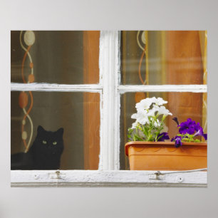 Blomma vid fönstret, Sighisoara, Rumänien Poster