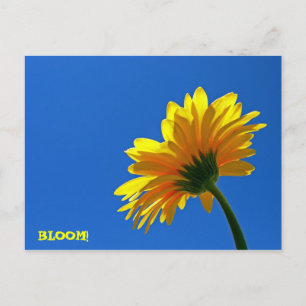 BLOMMA! vykort