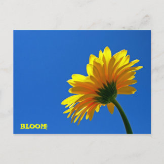 BLOMMA! vykort