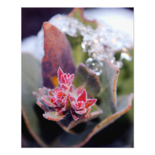 Blommaknopp Fototryck
