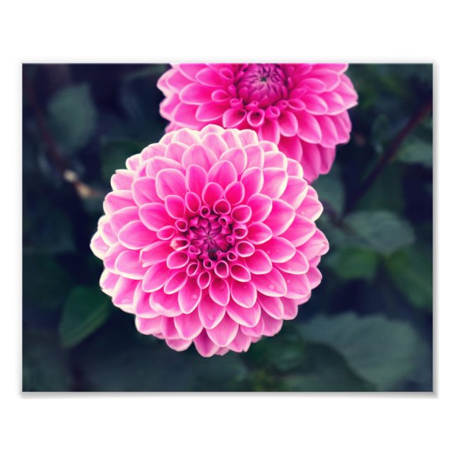 Blomman Dahlia "Rosa Sylvia" Fototryck (Framsidan)