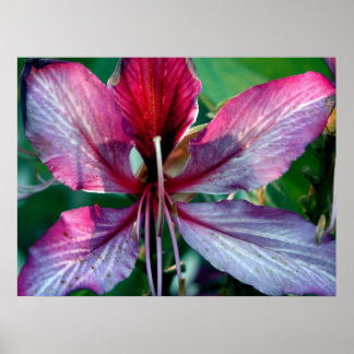 Blomman Hong Kong Orchid Träd Poster