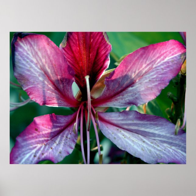 Blomman Hong Kong Orchid Träd Poster (Framsidan)