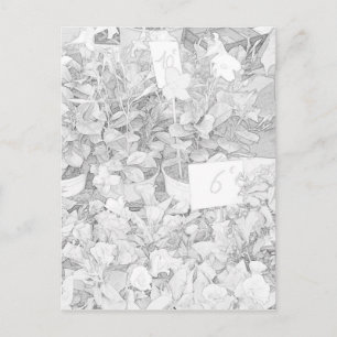 Blomman marknadsför färgläggning vykort