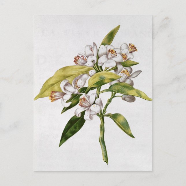 Blomman orange träd, från "La Guirlande de Julie" Vykort (Framsida)