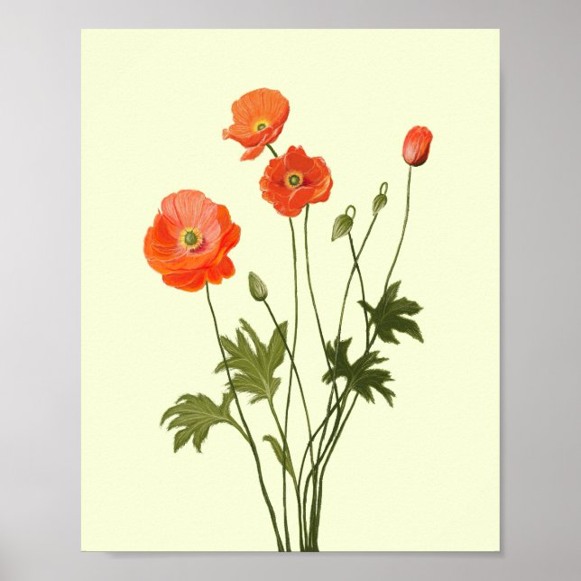 Blomman  poster (Framsidan)