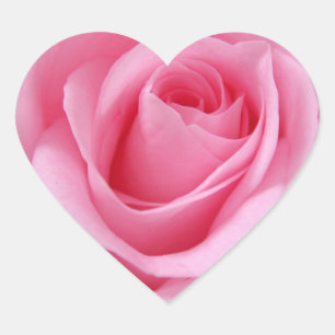 Blomman Rosa ros nära bild Hjärtformat Klistermärke