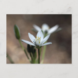Blomman Star-of-Bethlehem (Ornithogalum umbellatum Vykort
