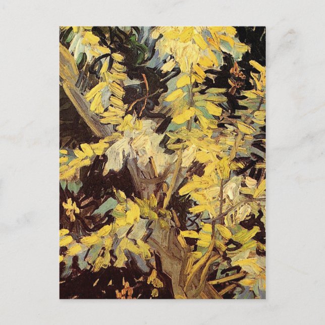 Blommande akaciagrenar Vincent van Gogh. Vykort (Framsida)