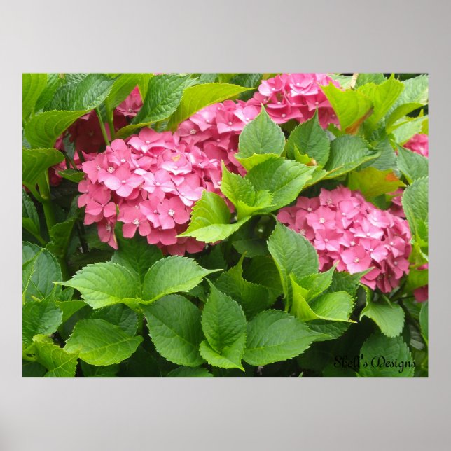 Blommande Hortensior Poster (Framsidan)