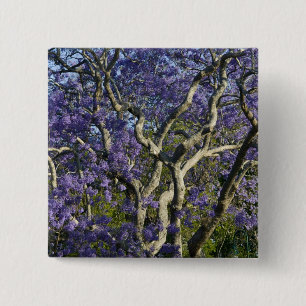 Blommande jacarandaträd i New Farm Park, 2 Knapp