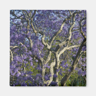 Blommande Jacarandaträd i New Farm Park, 2 Magnet
