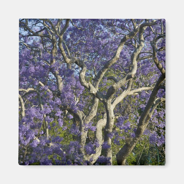 Blommande Jacarandaträd i New Farm Park, 2 Magnet (Framsidan)