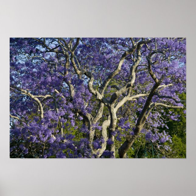 Blommande Jacarandaträd i New Farm Park, 2 Poster (Framsidan)