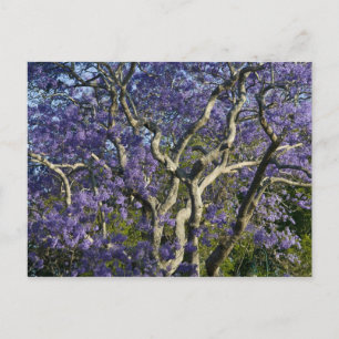 Blommande jacarandaträd i New Farm Park, 2 Vykort