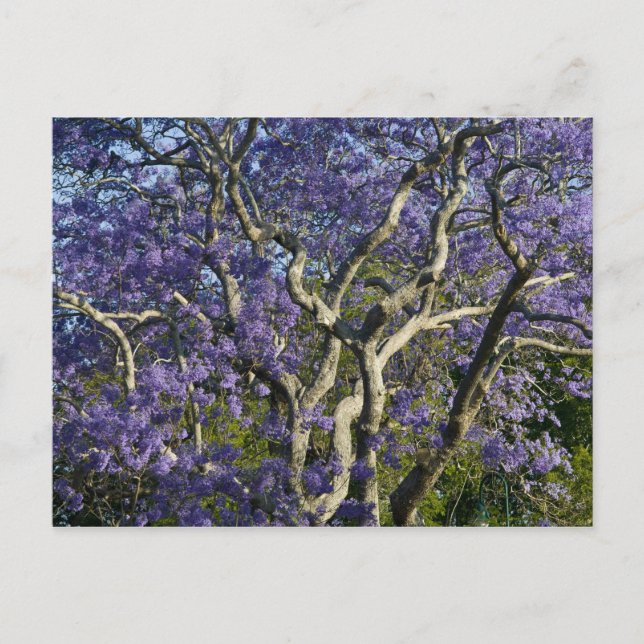 Blommande jacarandaträd i New Farm Park, 2 Vykort (Framsida)