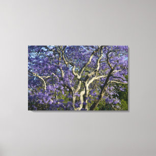 Blommande Jacarandaträd i New Farm Park, Canvastryck