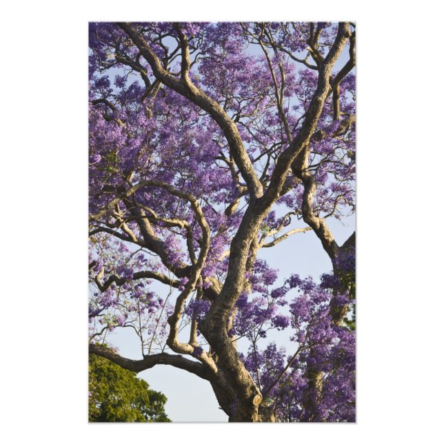 Blommande jacarandaträd i New Farm Park, Fototryck (Framsidan)