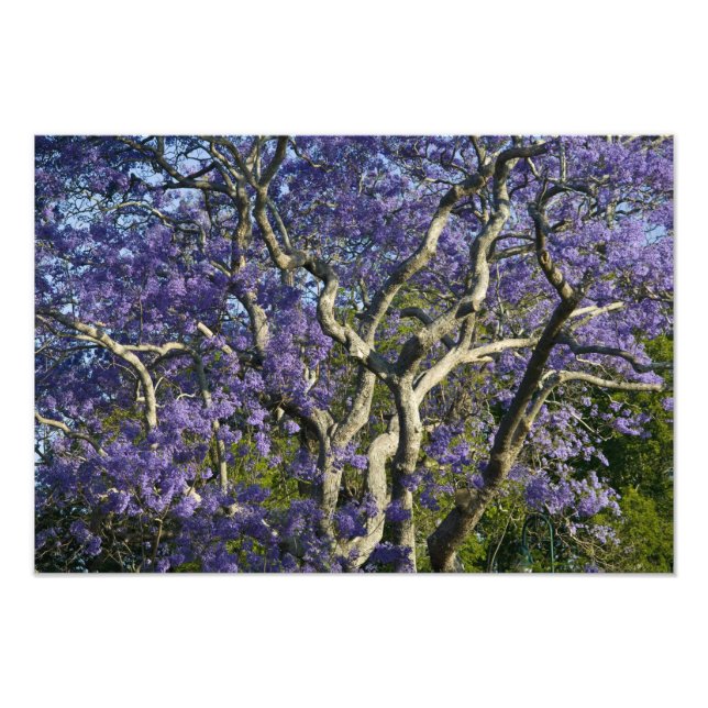 Blommande Jacarandaträd i New Farm Park, Fototryck (Framsidan)