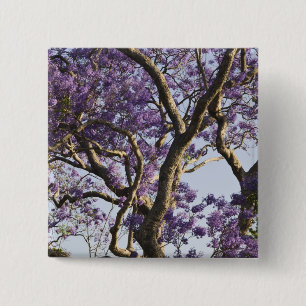 Blommande Jacarandaträd i New Farm Park, Knapp