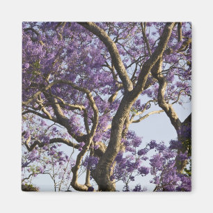 Blommande Jacarandaträd i New Farm Park, Magnet
