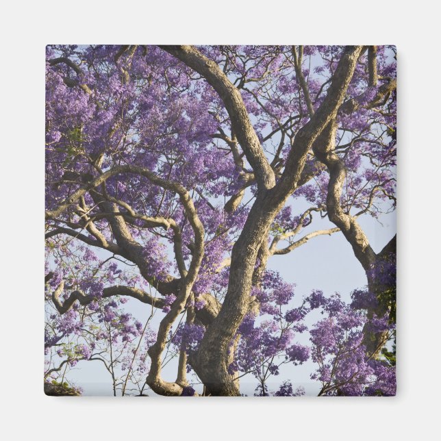 Blommande Jacarandaträd i New Farm Park, Magnet (Framsidan)