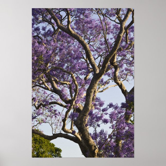 Blommande Jacarandaträd i New Farm Park, Poster (Framsidan)