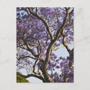 Blommande Jacarandaträd i New Farm Park, Vykort
