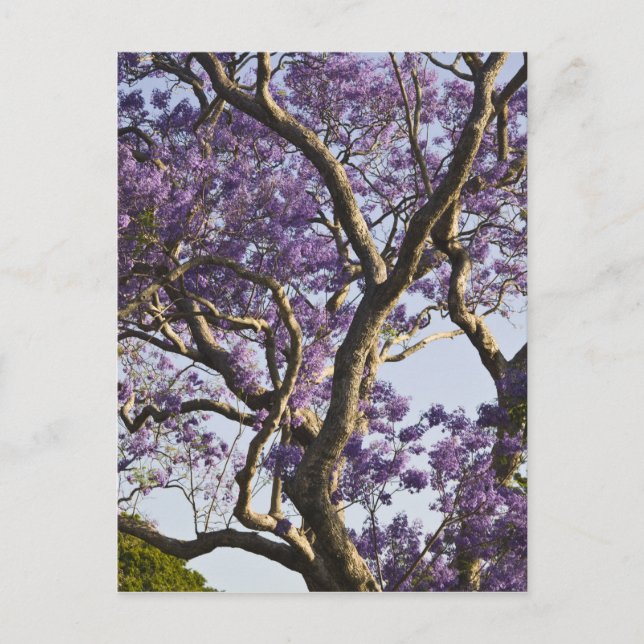 Blommande Jacarandaträd i New Farm Park, Vykort (Framsida)