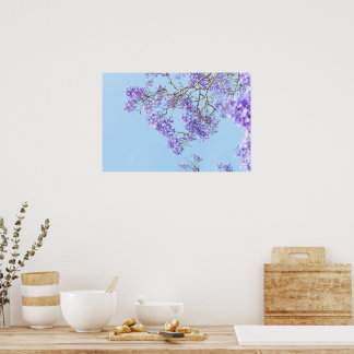 Blommande jacarandaträdsgrenar poster