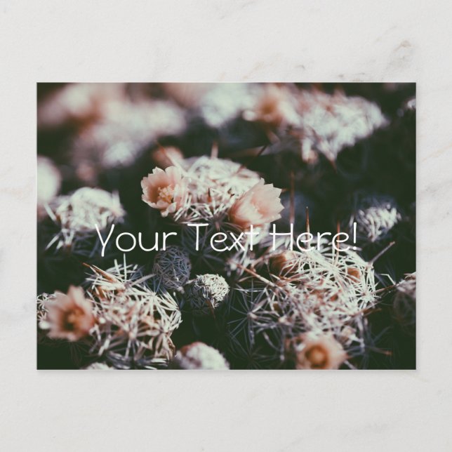 Blommande Kaktusväxter Postkort Vykort (Framsida)