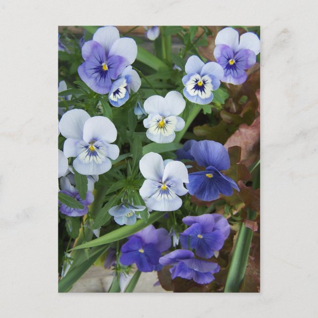 Blommande lila penséblomma vykort (Framsida)