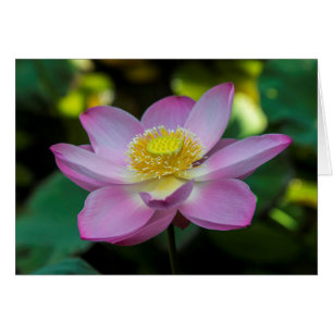 Blommande lotusblomma, Indonesien Hälsningskort