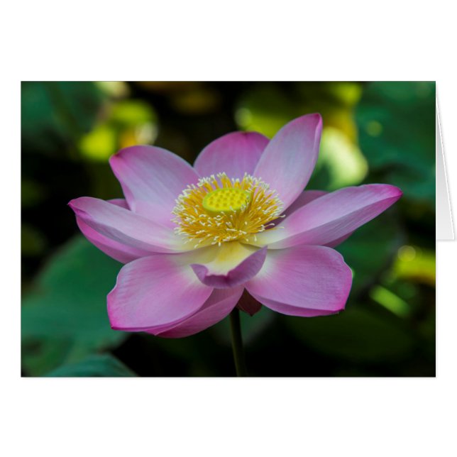 Blommande lotusblomma, Indonesien Hälsningskort (Framsidan Horizontal)