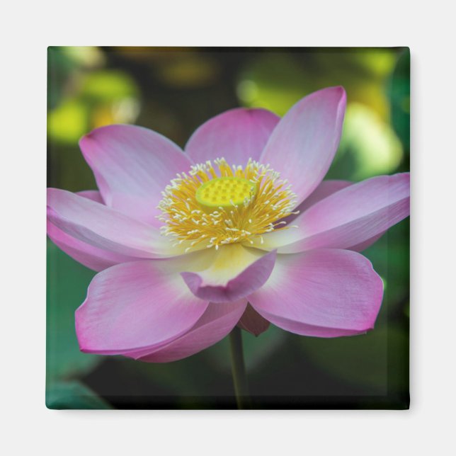 Blommande lotusblomma, Indonesien Magnet (Framsidan)