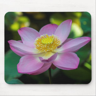 Blommande lotusblomma, Indonesien Musmatta