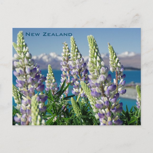 Blommande Lupin Nya Zeeland Landskap Vykort (Framsida)