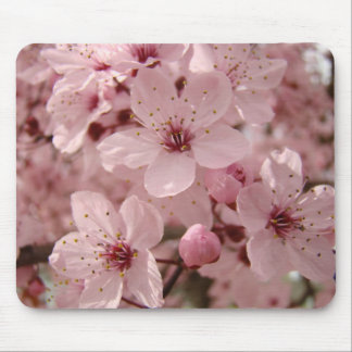 Blommande musmattor Rosa vårträd blommar