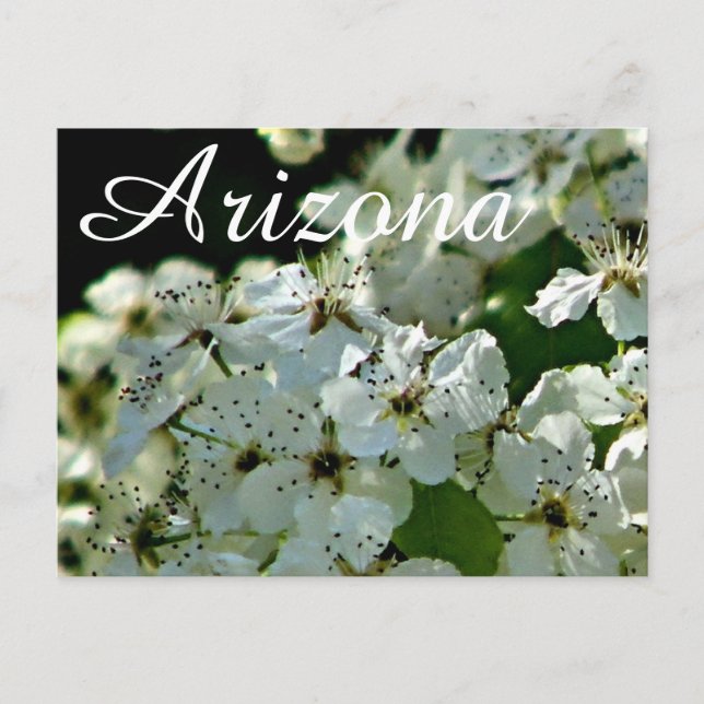 Blommande päronträd, Arizona vykort (Framsida)