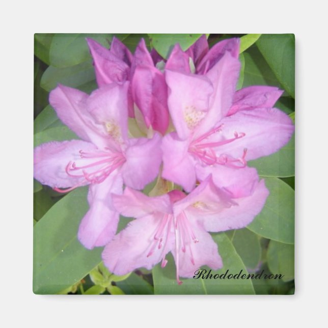Blommande Rhododendronbuske Magnet (Framsidan)