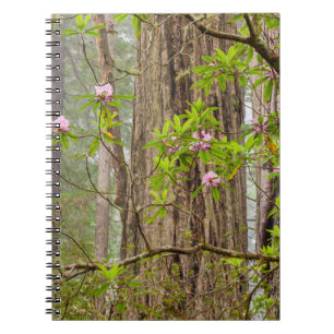Blommande Rhododendrons Redwoods State Park,CA Anteckningsbok