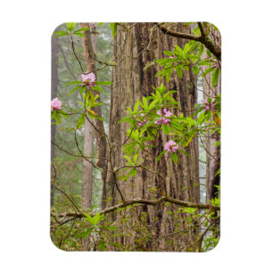 Blommande Rhododendrons Redwoods State Park,CA Magnet