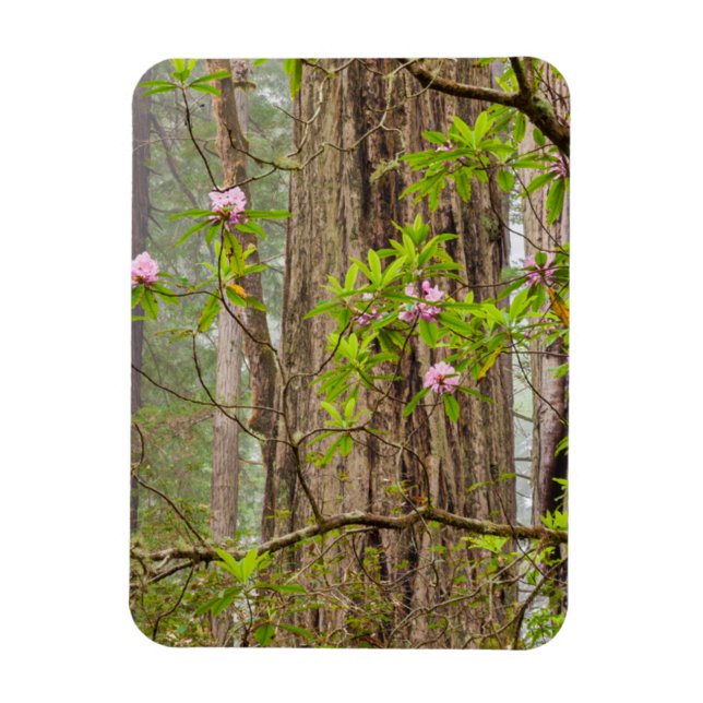 Blommande Rhododendrons | Redwoods State Park,CA Magnet (Vertikal)
