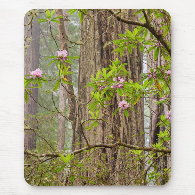 Blommande Rhododendrons | Redwoods State Park,CA Musmatta (Framsidan)