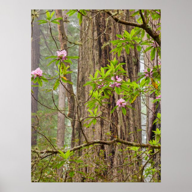 Blommande Rhododendrons | Redwoods State Park,CA Poster (Framsidan)