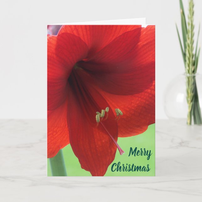 Blommande röd Amarylis God Jul  Helgkort (Framsida)